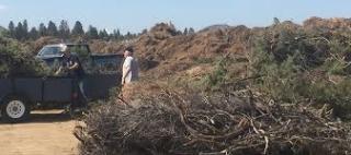 Yard debris 