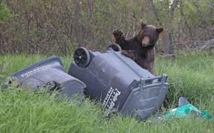 It’s not a bear problem; it’s a human problem It’s not a bear problem; it’s a human problem